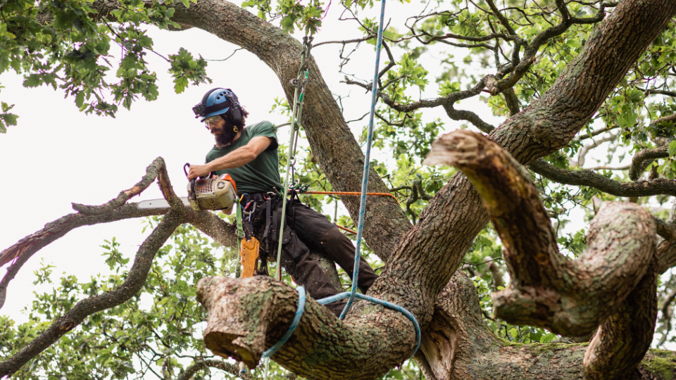 Tree surgeon using chainsaw to remove tree branch at height