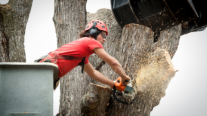 Tree Removal Arborist Working on Trunk with Heavy Equipment