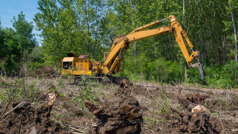 Forestry. Removing Stumps with an Excavator.